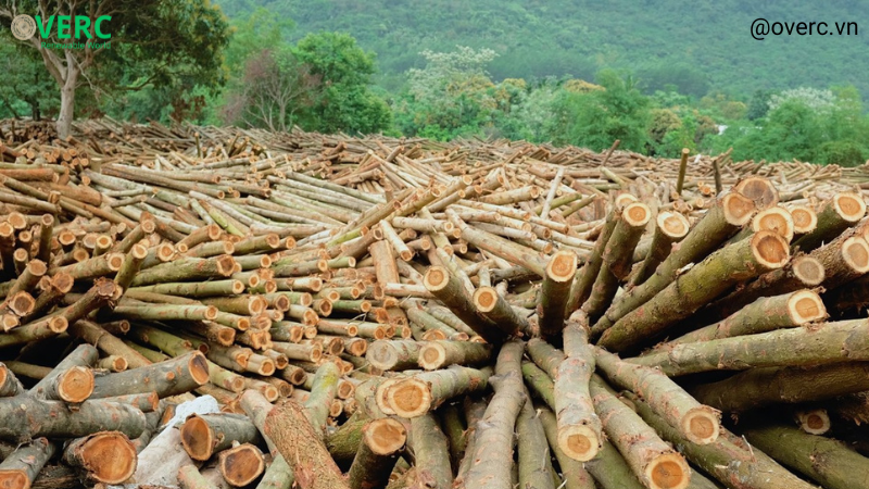 Blog-Sources-of-raw-wood-in-Vietnam-for-the-production-of-wood-pellets-and-wood-chips-OverC.vn